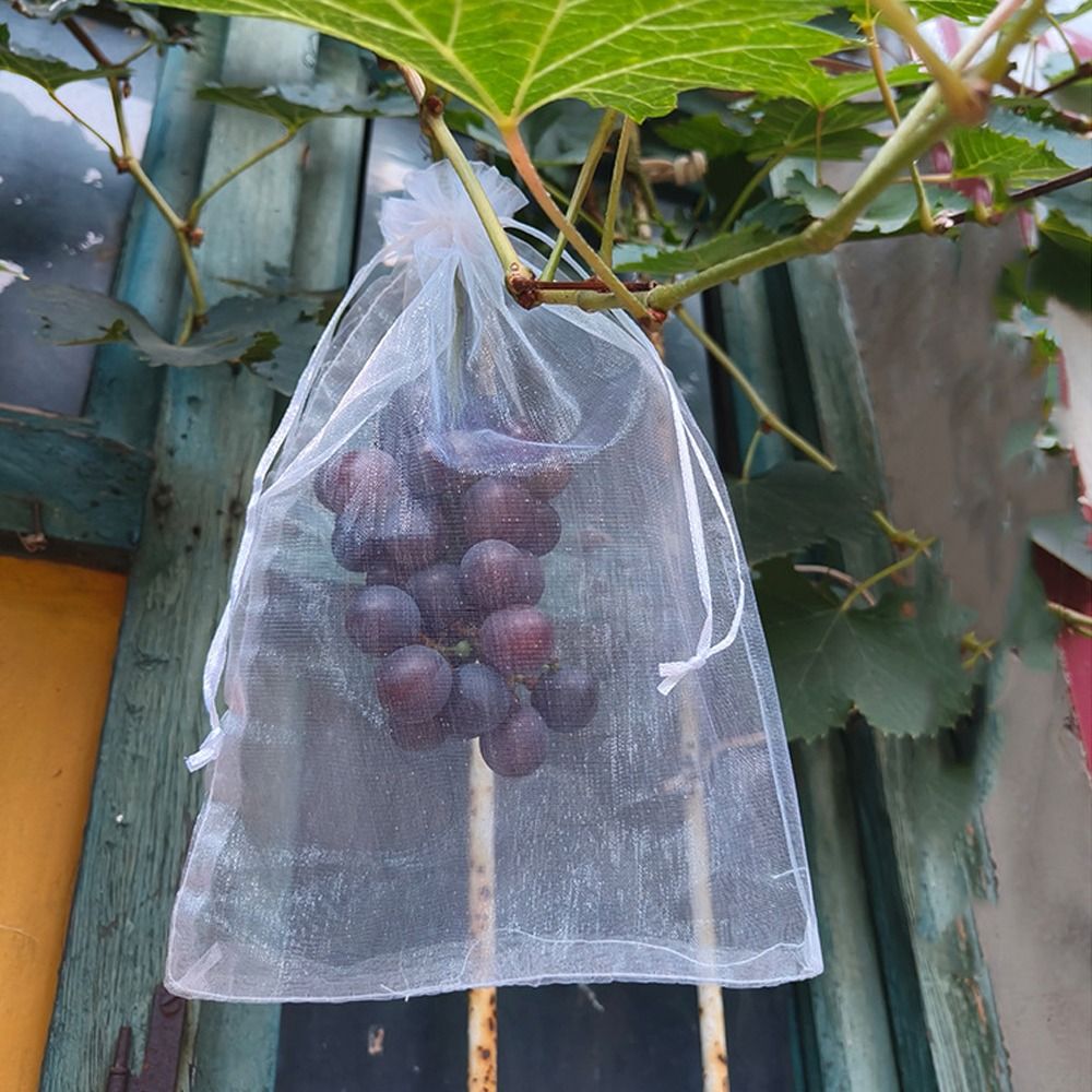 100pcs Grapes Fruit Grow Bags  - Plant Parent Tools review and price