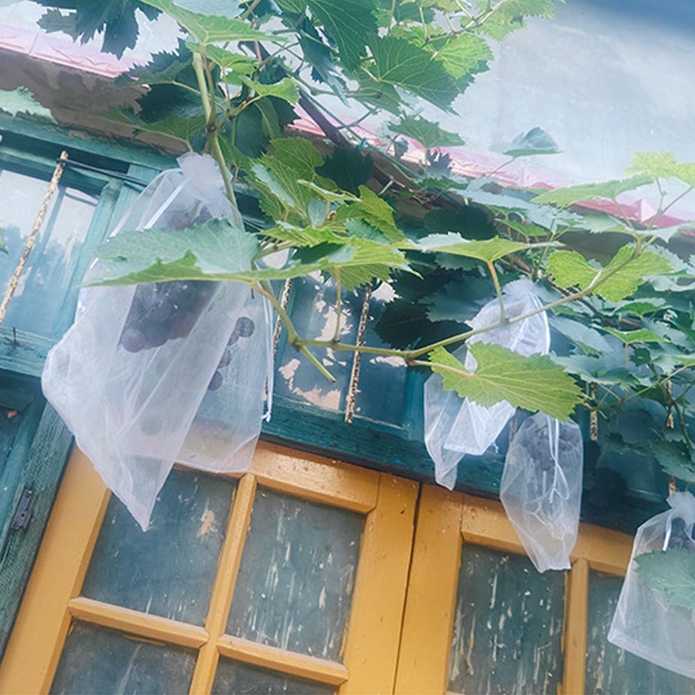 100pcs Grapes Fruit Grow Bags  - Plant Parent Tools review and price