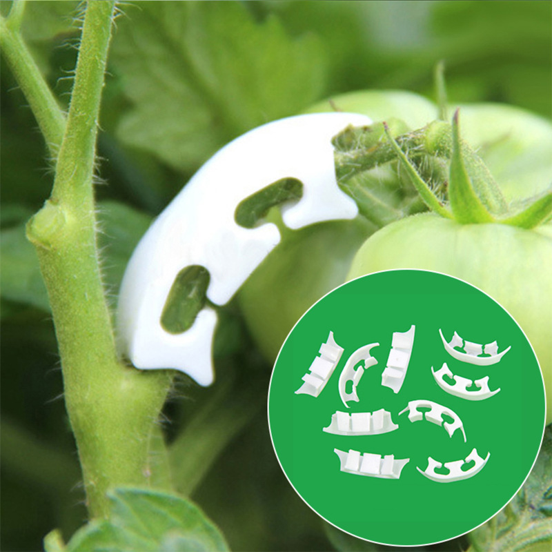 50/100pcs Botany-stem Vine Str - Plant Parent Tools review and price